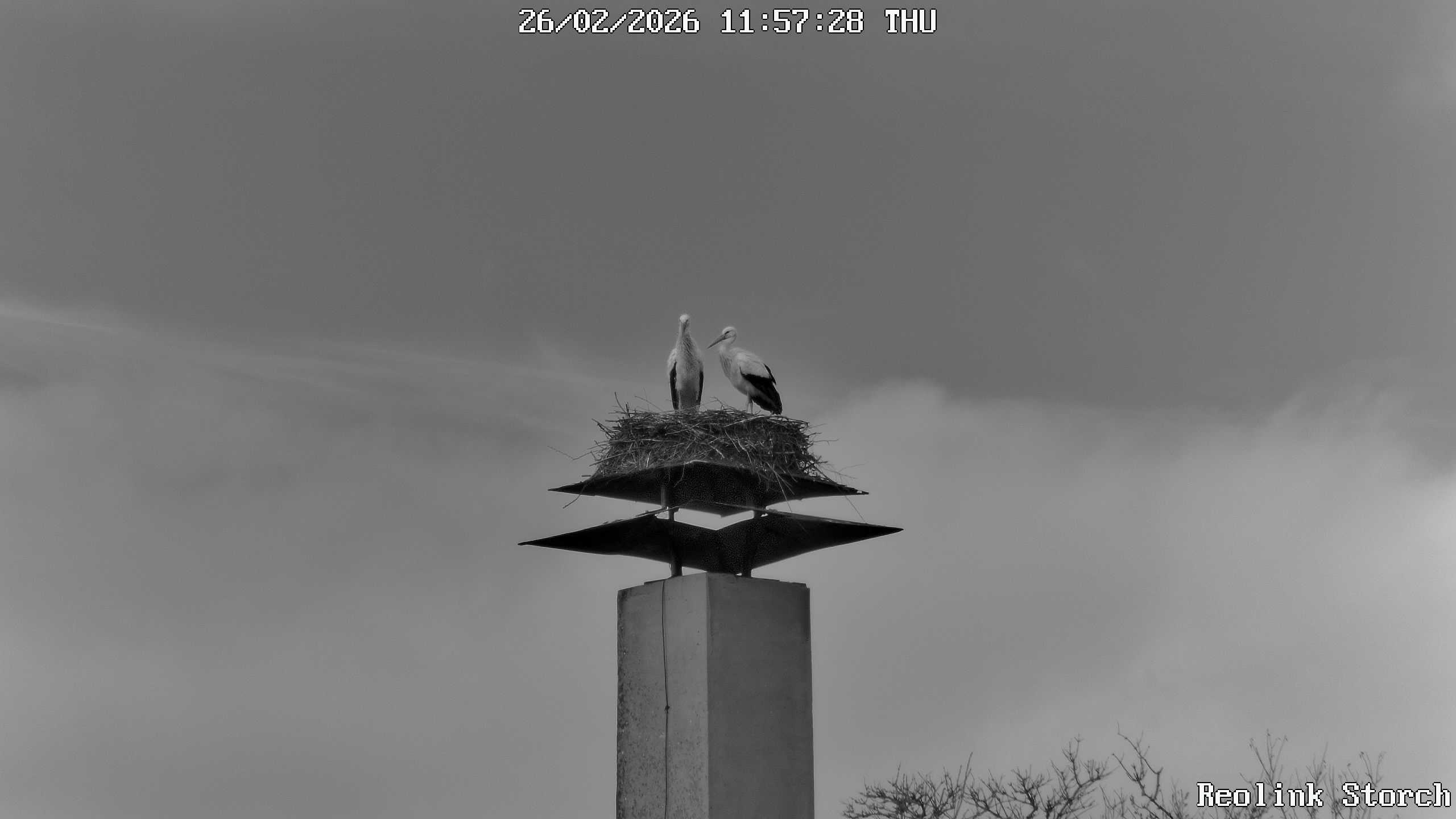 Storchencam Bild
